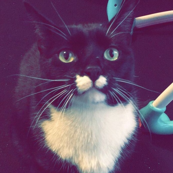 Meet your Posher, Ava - Picture 1 of 1